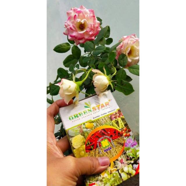 Toko Grosir Pupuk Green Start eyWxReHO7W18j