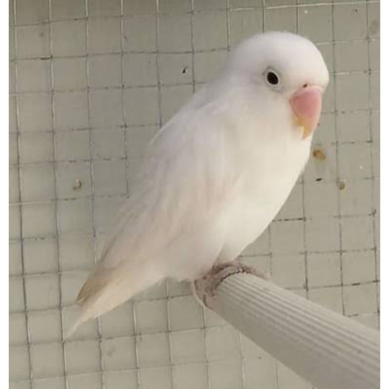 Burung love bird albino mata hitam