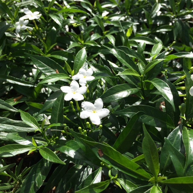 Mewarnai Bunga Melati - Mewarnai Gambar Bunga Melati / Gambar Bunga Yang Belum ... : 39 gambar sketsa bunga indah sakura mawar melati matahari.