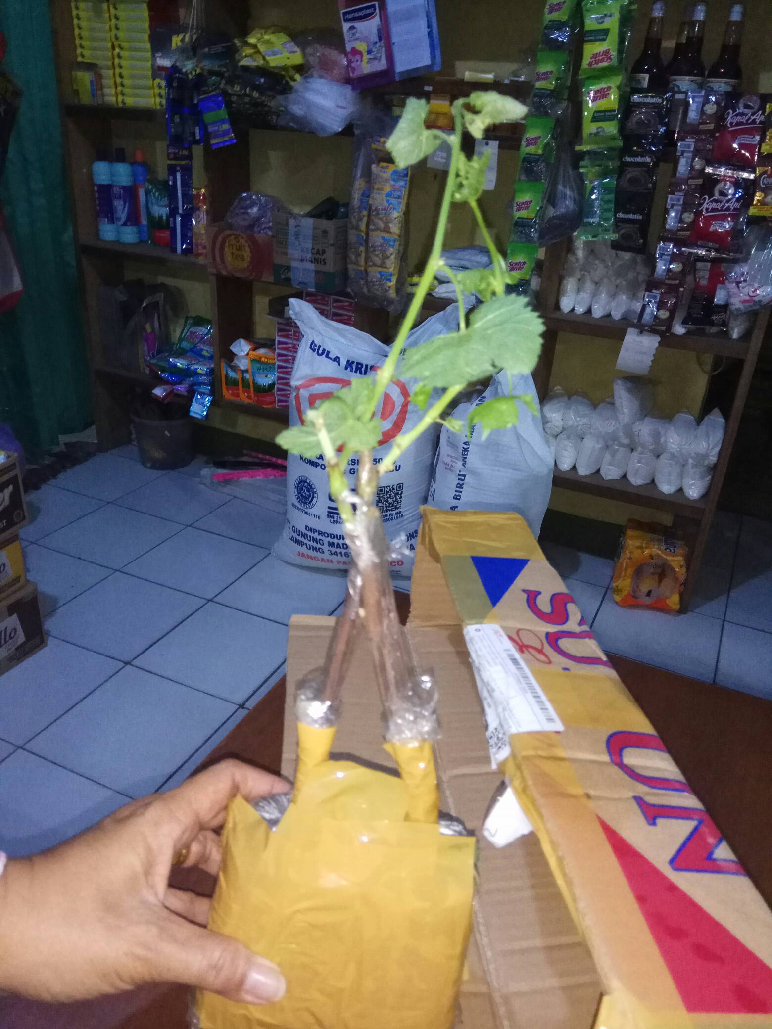 Bibit Anggur Import Ninel (grafting)