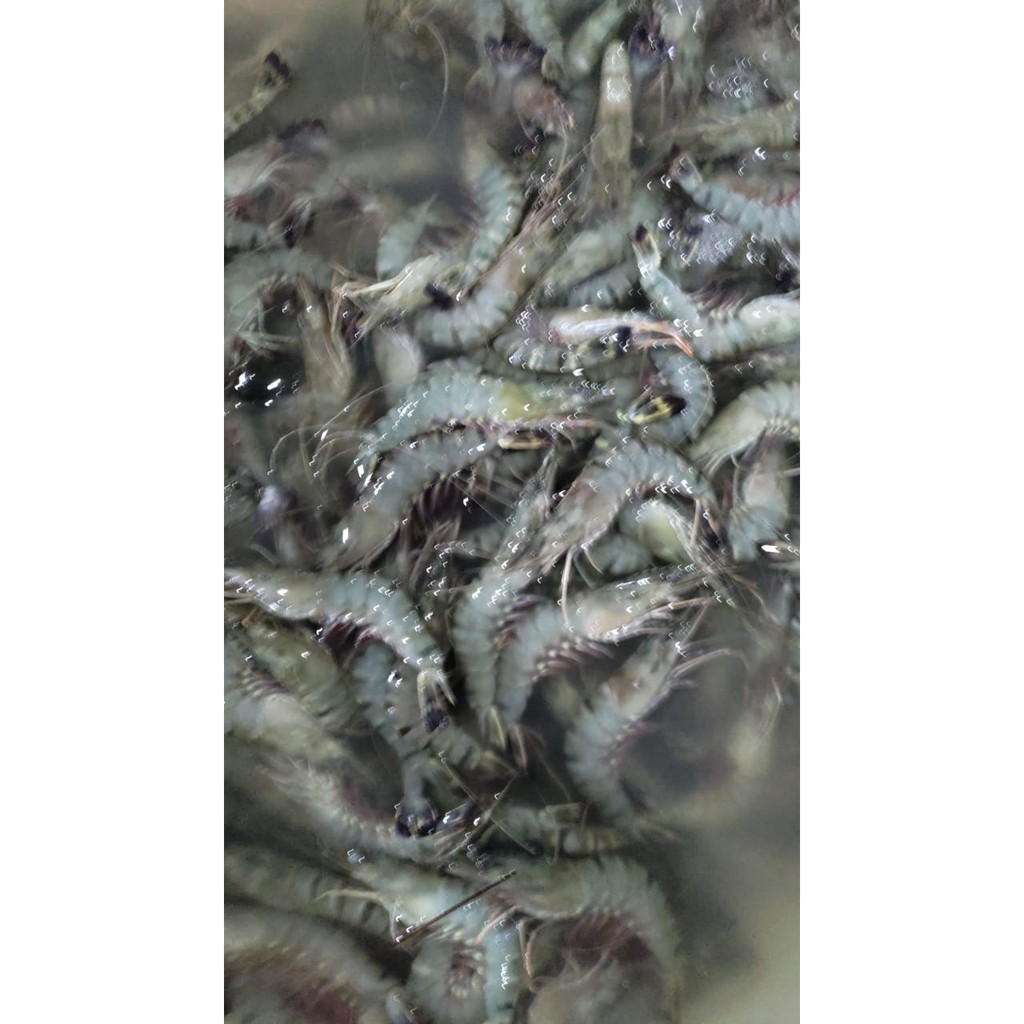 

Udang Tiger / Udang Super - 1Kg