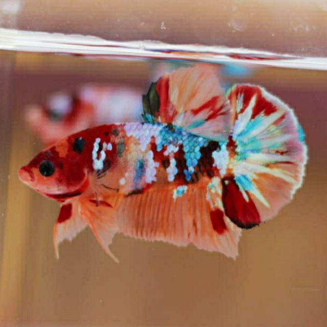 View Ikan Cupang Nemo Gold Multicolor PNG