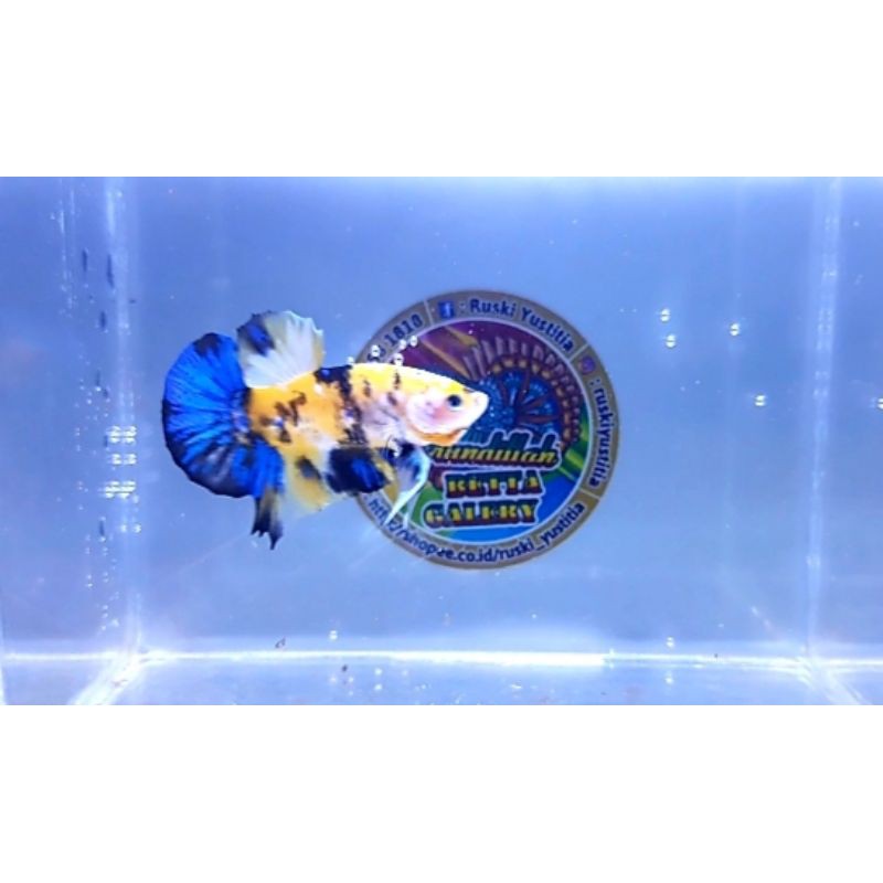 Ikan Cupang Hias/Ikan Laga Yellow Koi Galaxy (Good Foom)