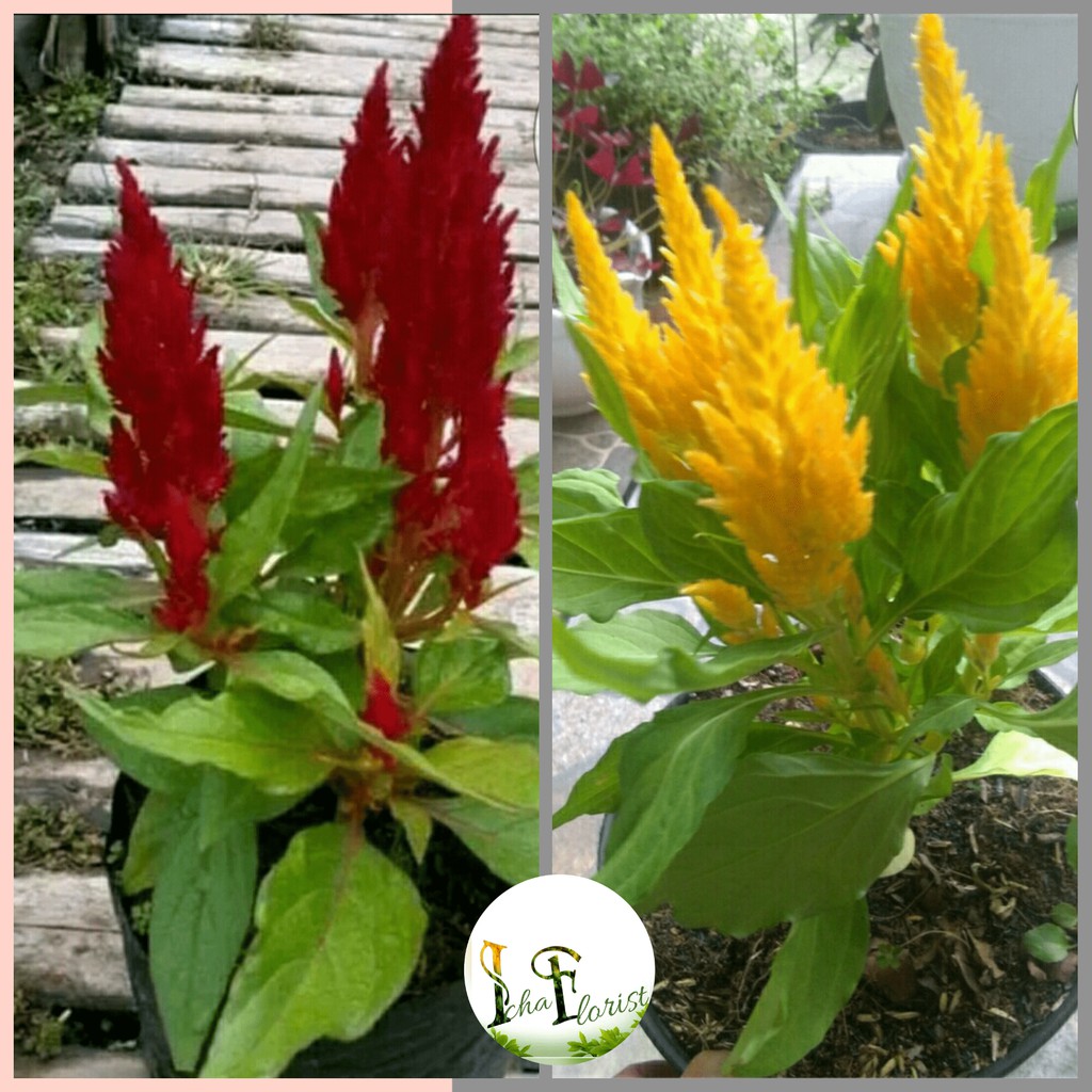 Tanaman hias jengger ayam (celosia)