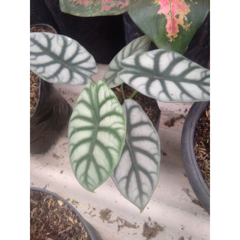 bunga keladi tengkorak Silver