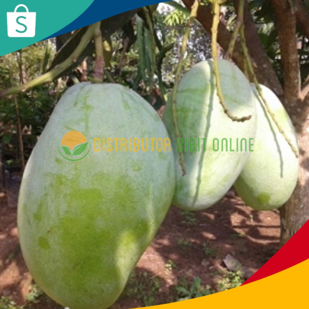 Bibit Buah Tanaman Mangga Gajah Hasil Okulasi Cepat Berbuah bibit okulasi majalengka tanaman buah bu