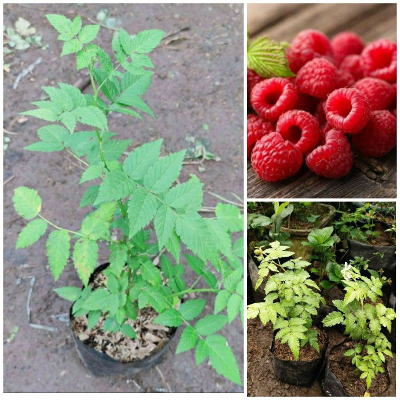 bibit arbei hutan /raspberry langka