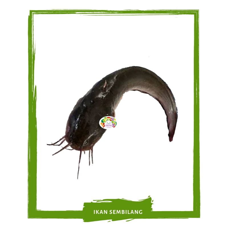 

Ikan Sembilang / Ikan Segar On Mallahrizwa