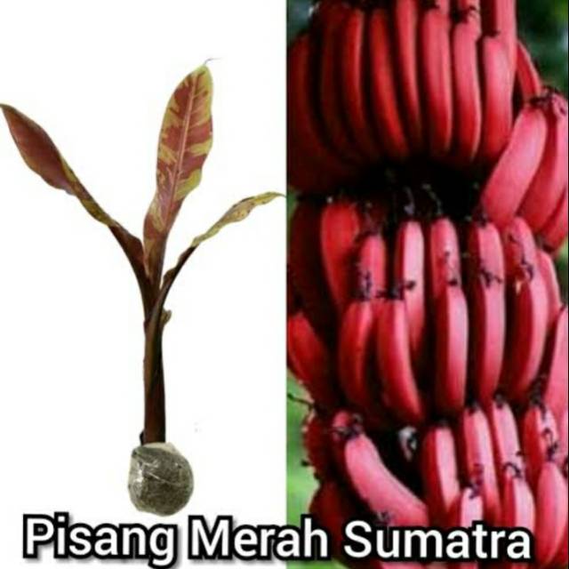 bibit pisang merah sumatra