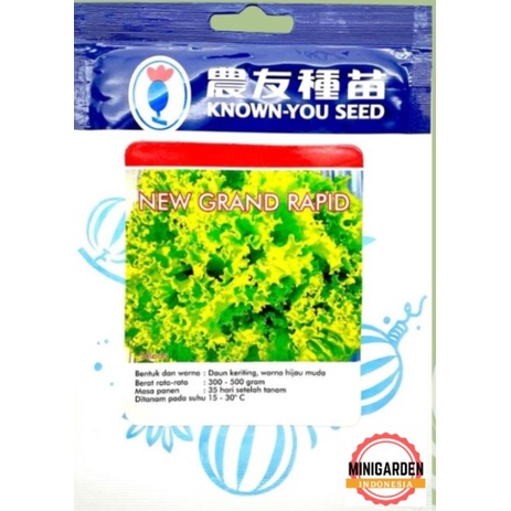 SELADA KERITING HIJAU NEW GRAND RAPID 10 GRAM PACK BESAR biji benih selada unggul known you seed