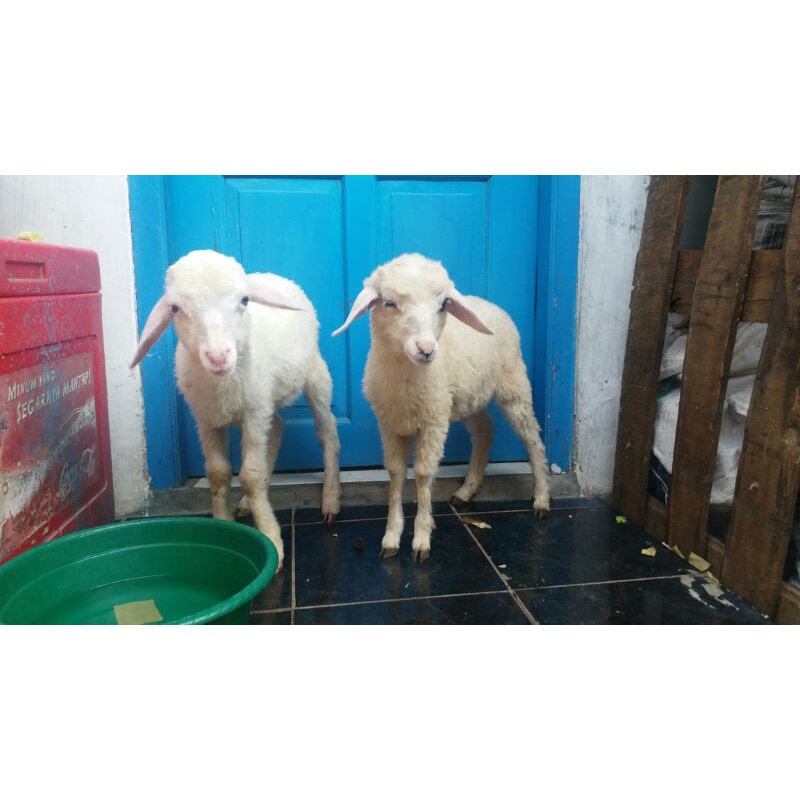 anak kambing domba qurban aqikah garut