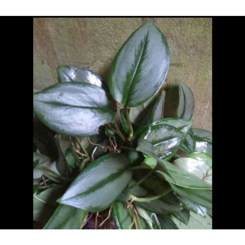 scindapsus moonlight