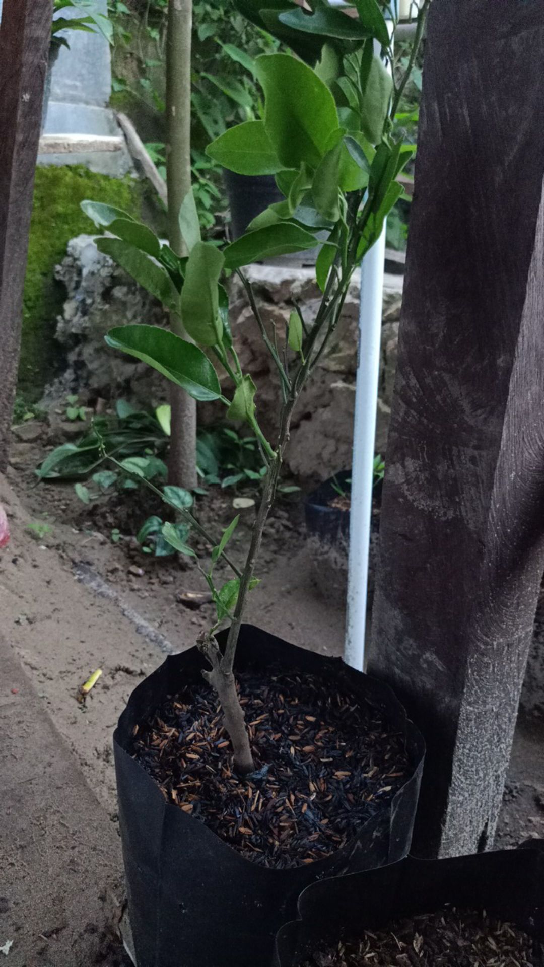 Bibit Tanaman Buah Jeruk Santang Madu Berbuah