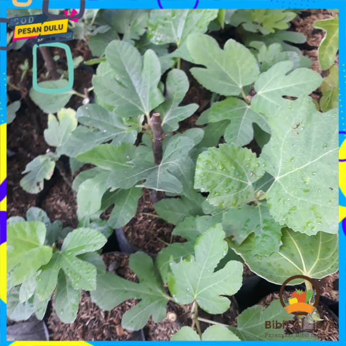 bibit buah tin green yordan