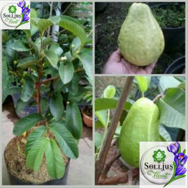 

Bibit Jambu alpukat berbuah