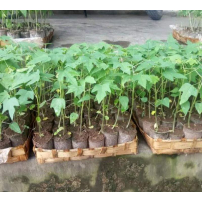 

Pepaya California F1