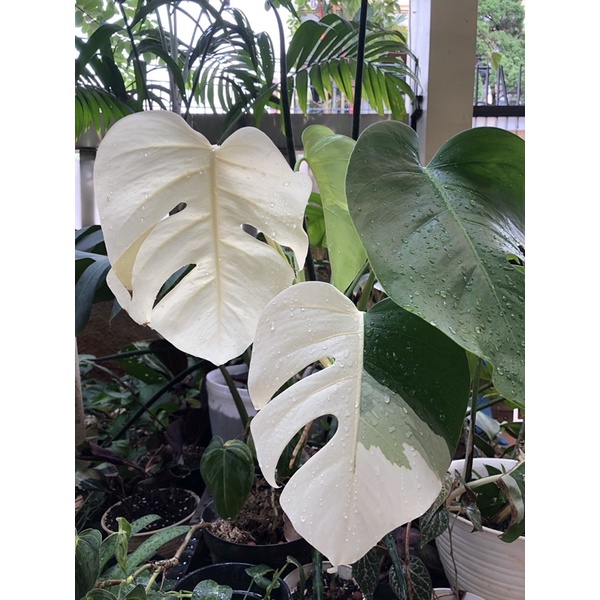 Monvar Monstera Borsigiana Variegata sesuai foto