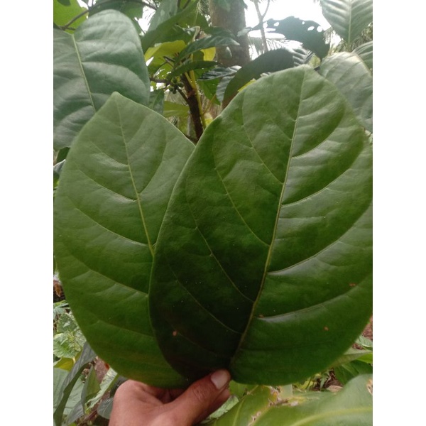 

Daun kopi/Coffea 1kg
