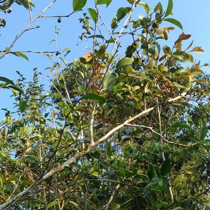 

BENALU JENGKOL SEGAR 500 GRAM / BENALU JENGKOL HERBAL