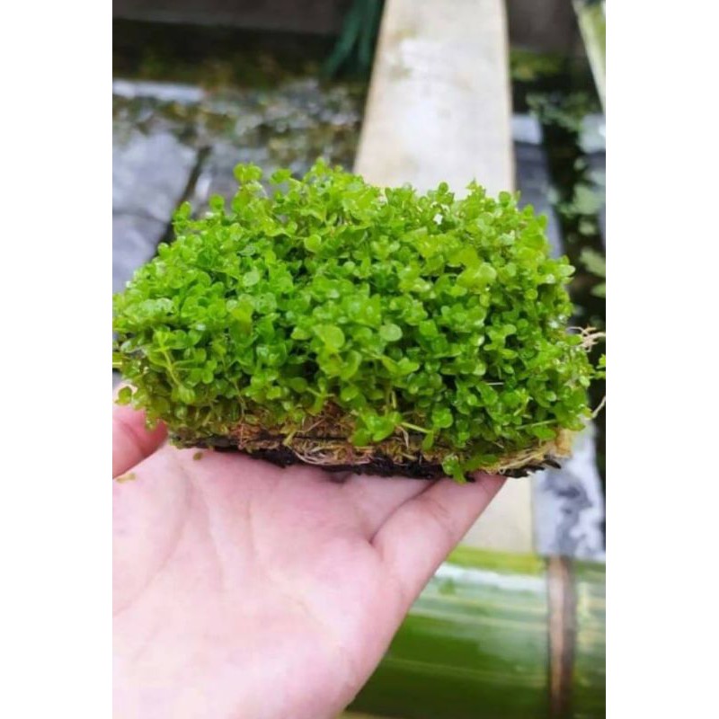 Tanaman Hias Aquascape CARPED SEED MONTE CARLO
