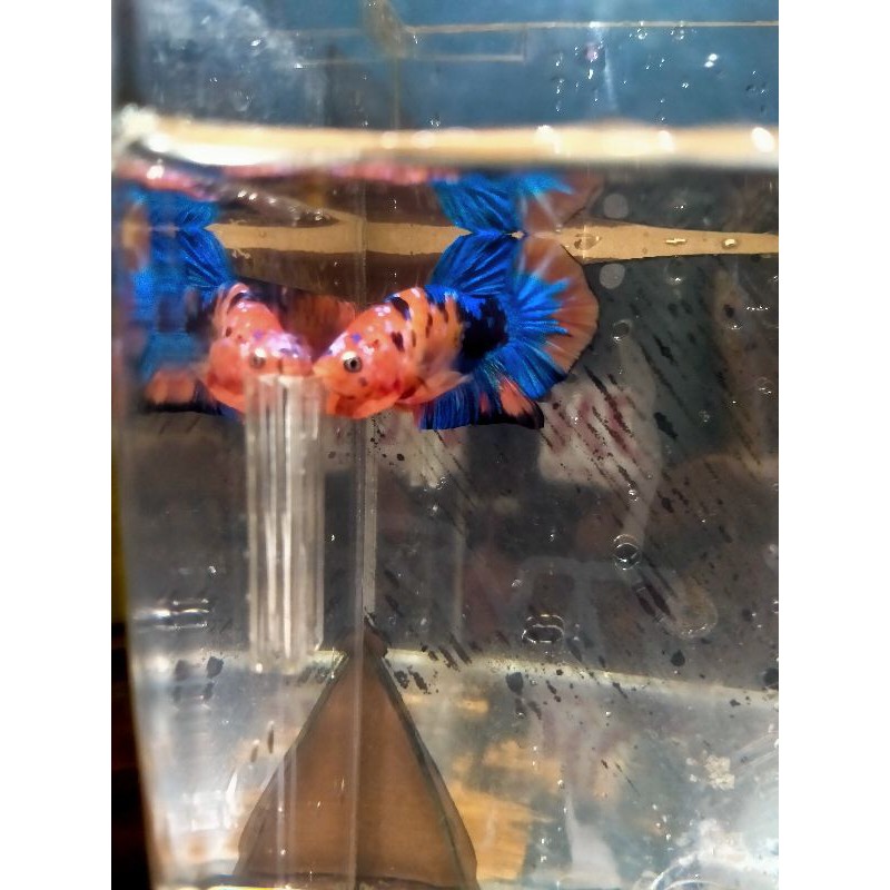 cupang hias nemo Multi galaxy top grade