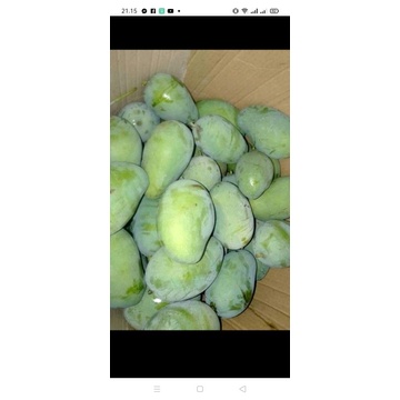 

TERMURAH! MANGGAVMATANG