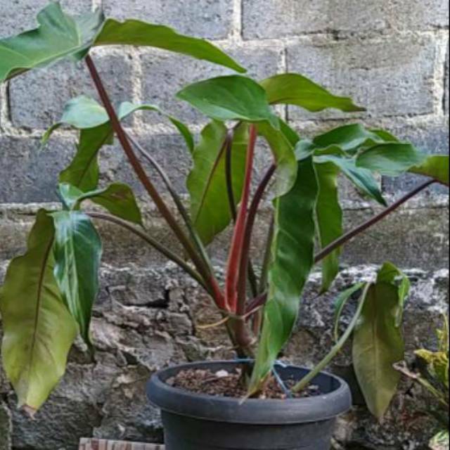 Philodendron Mexicanum Aka Philodendron Marijke Shopee Indonesia