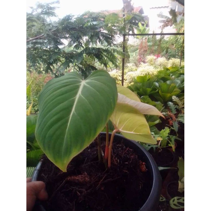 philodendrum glorisium