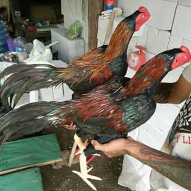 Boneka Ayam Jago Boneka Ayam Aduan murah