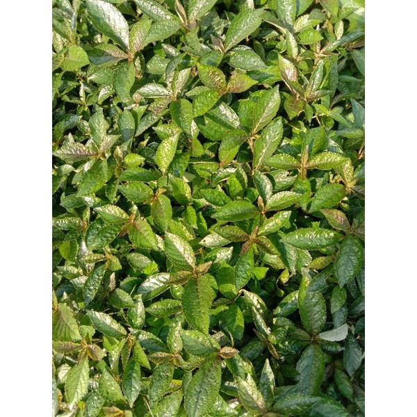 

Daun kaca beling segar per 500 gram