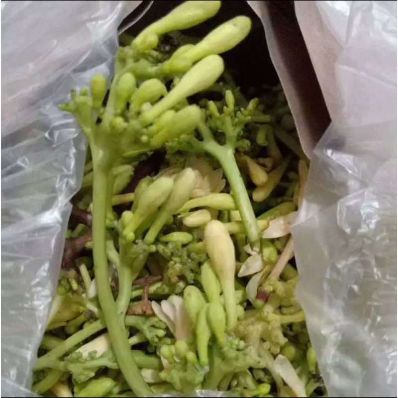 

bunga pepaya dijamin fresh 1kilo