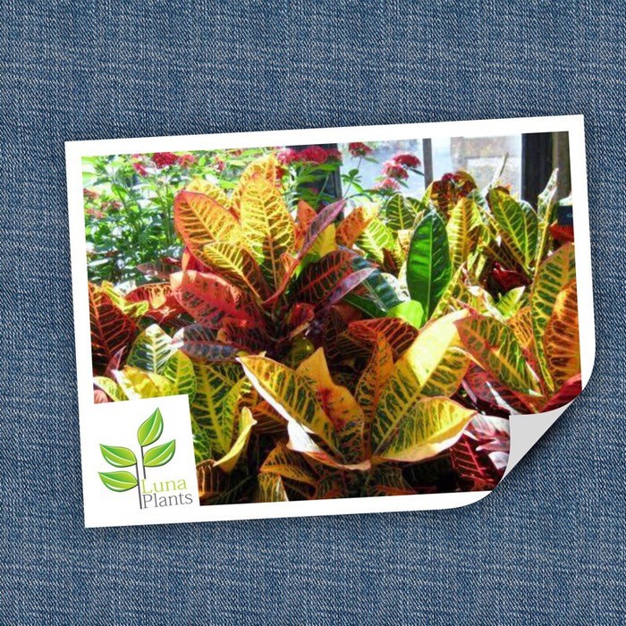 Tanaman hias puring macan - pohon puring - puring macan MURAH