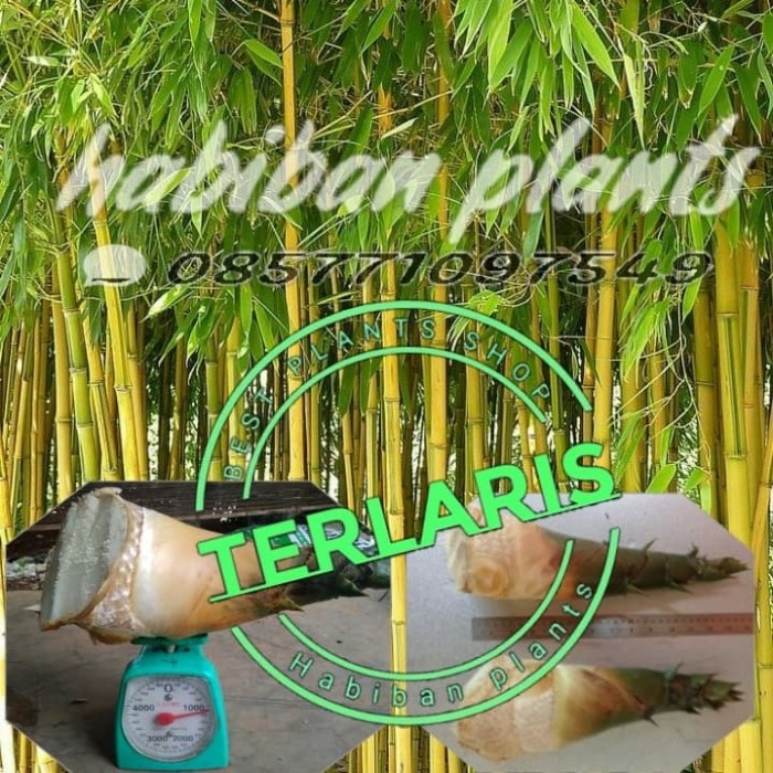 

New jual rebung bambu kuning / Rebung bambu kuning asli Terjangkau