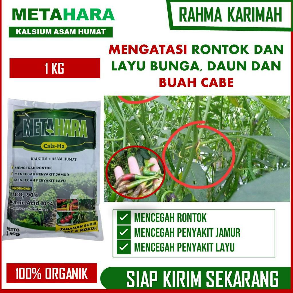 1 Kg METAHARA Pupuk Kalsium Untuk Cabe, Pupuk Pelebat Buah Cabe Kuat dan Sehat Atasi Rontok & Layu C