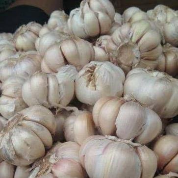 

[[COD]] Bawang Putih 1kg SPECIAL Kode 1424