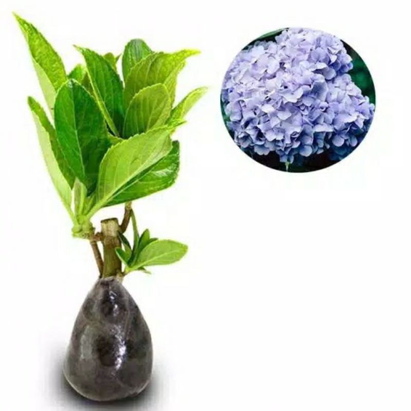 bibit tanaman hortensia remaja /hidrangea pancawarna-Biru