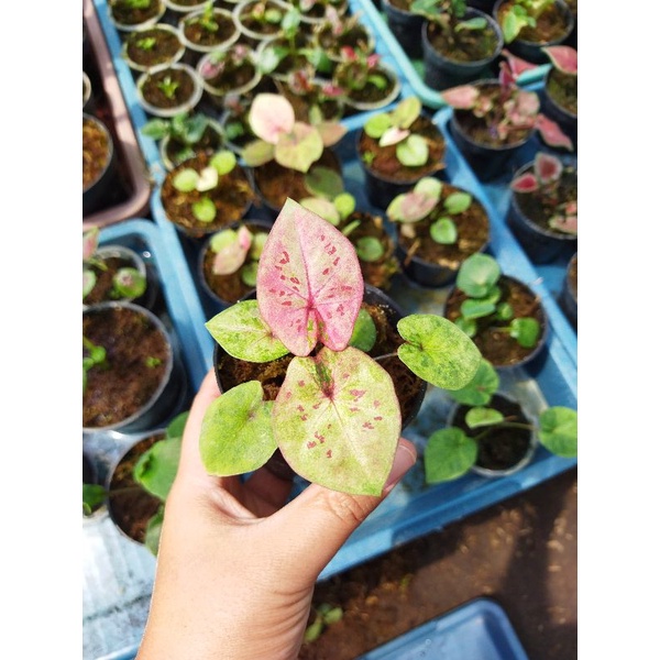 caladium raspberry moon