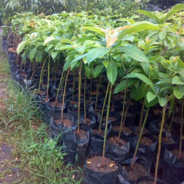 Apukat 100rb  5 bibit apukat