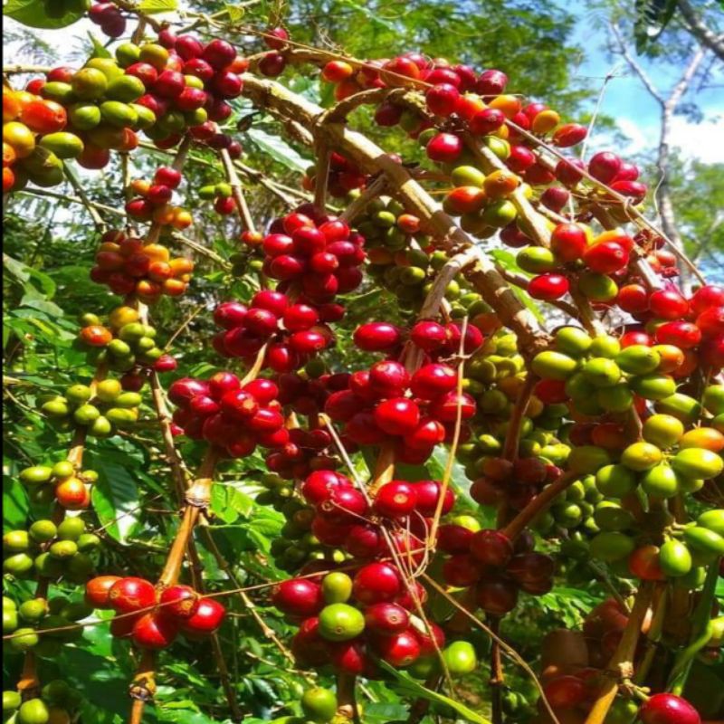 BIBIT KOPI ATENG SUPER 120 BIJI SUPER SIAP SEMAI