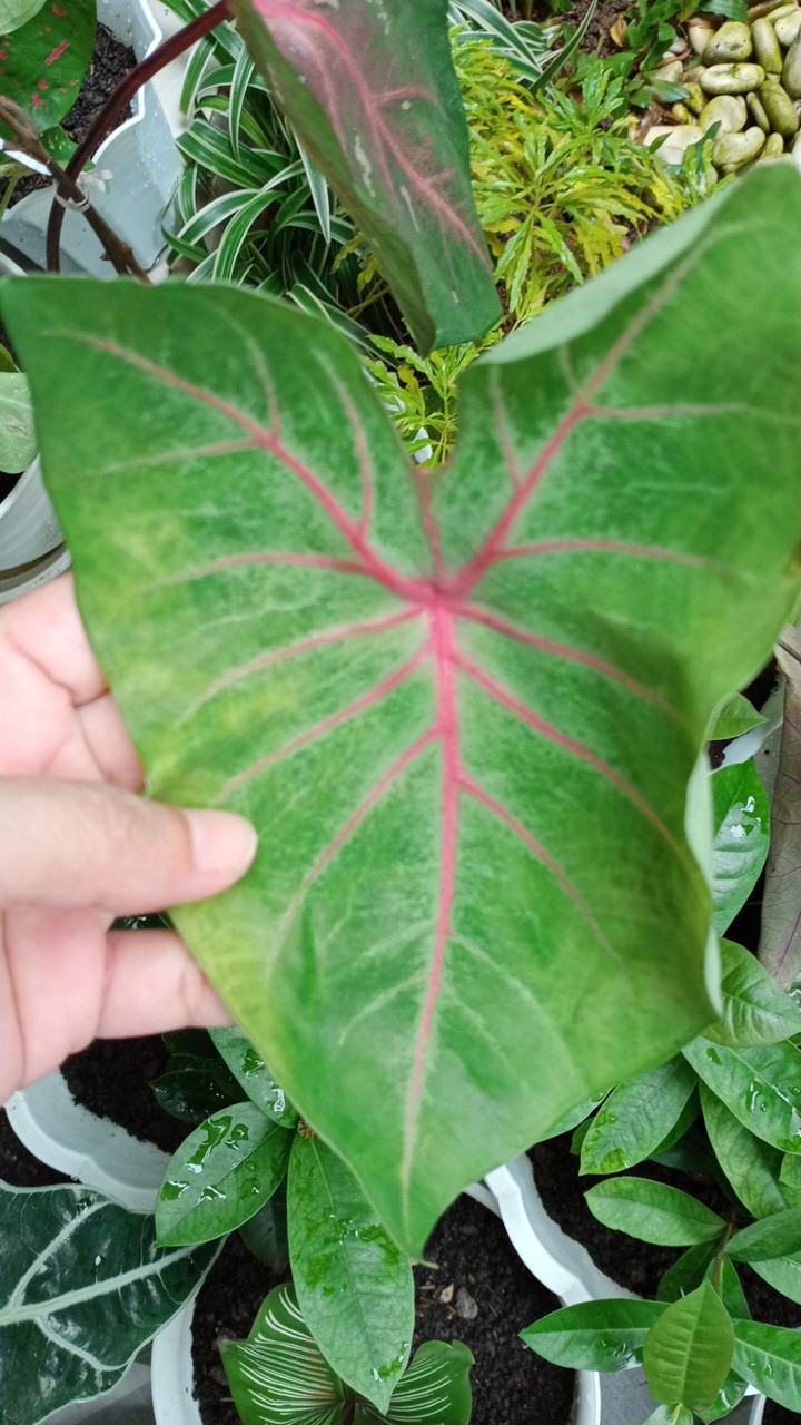 Tanaman Hias Keladi Lipstik Pink Tanaman Hias