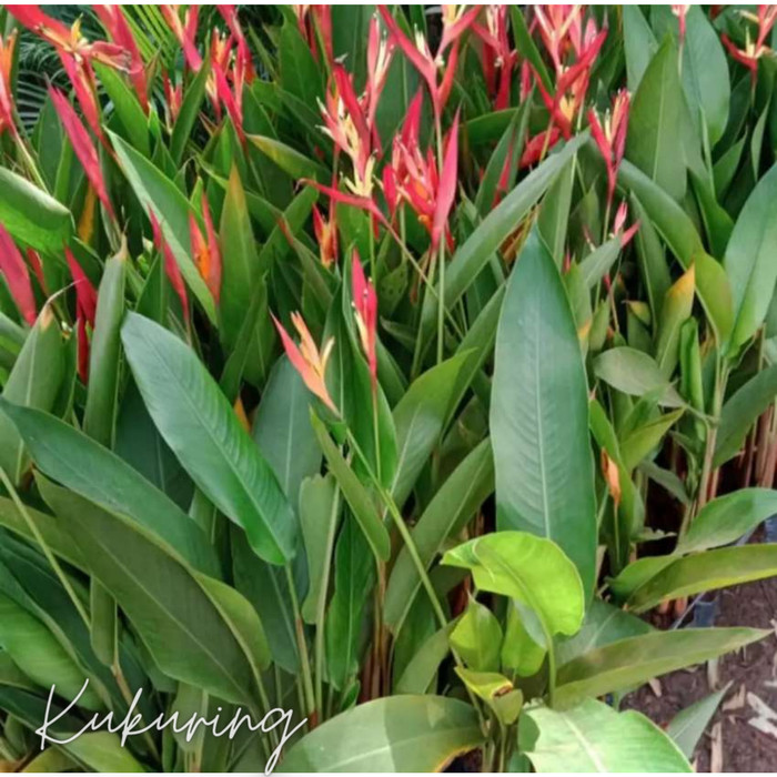 Jual Bibit Tanaman Pisang Pisangan Heliconia Shopee Indonesia