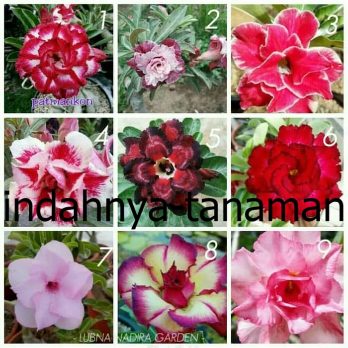 

NEW Bibit Kamboja Adenium Bunga Tumpuk dari Biji