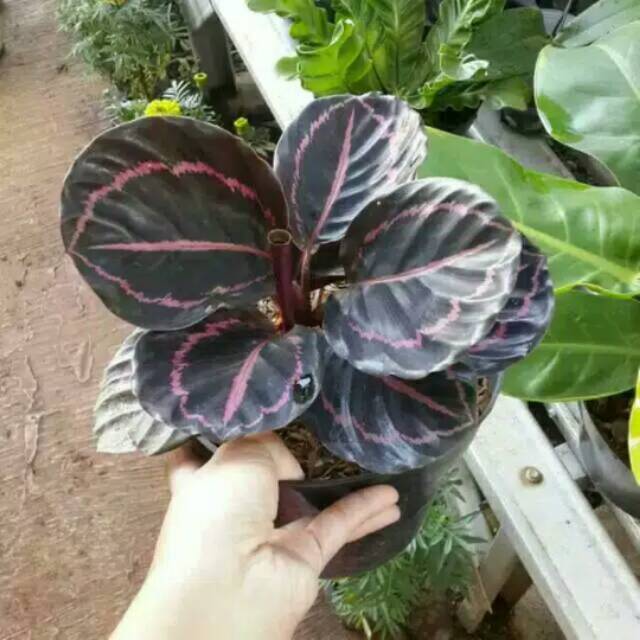 Tanaman hias calathea  black  lipstick  roseopicta dottie 