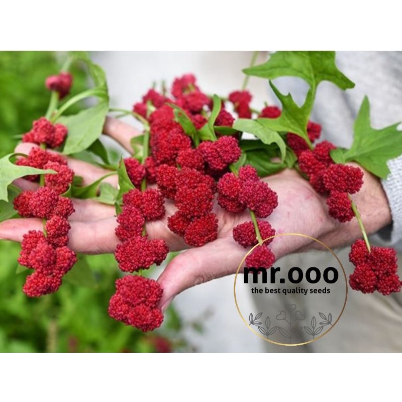 Benih Sayuran + Buah - Strawberry Spinach - 50 benih - Import