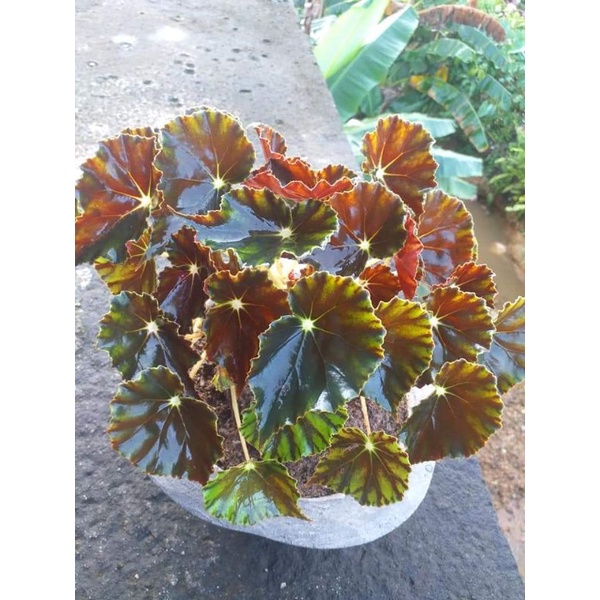 begonia tiger