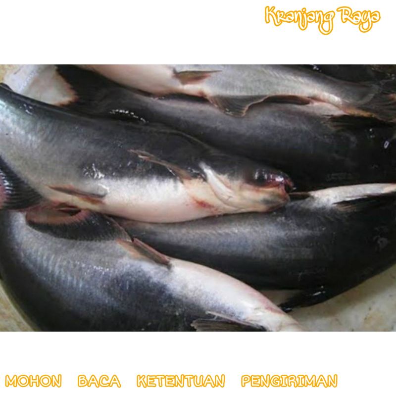 Ikan patin