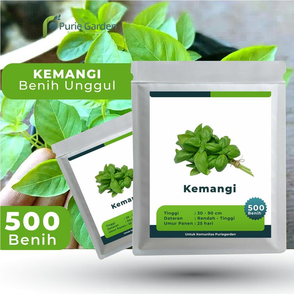 Benih Bibit Biji Unggul Kemangi 500 Benih PG KDR