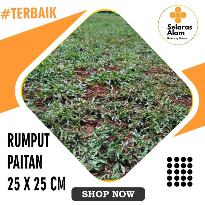 RUMPUT PAITAN / RUMPUT GAJAH BIASA