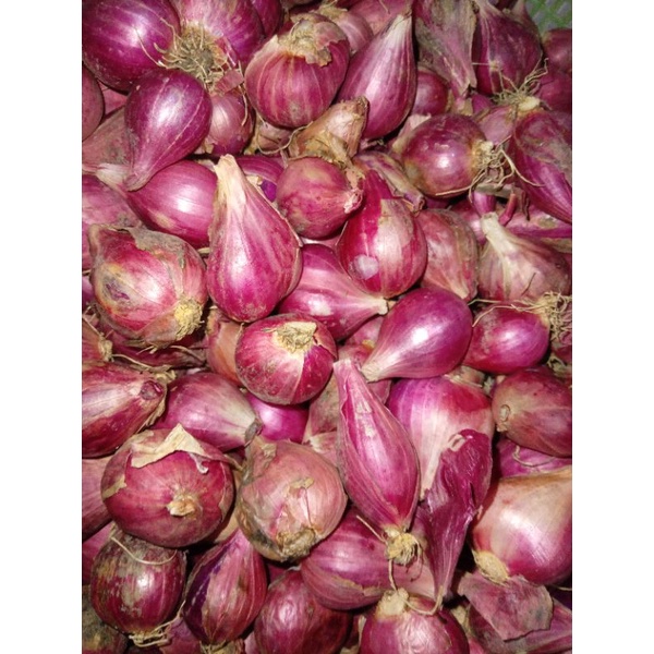 

bawang merah Brebes