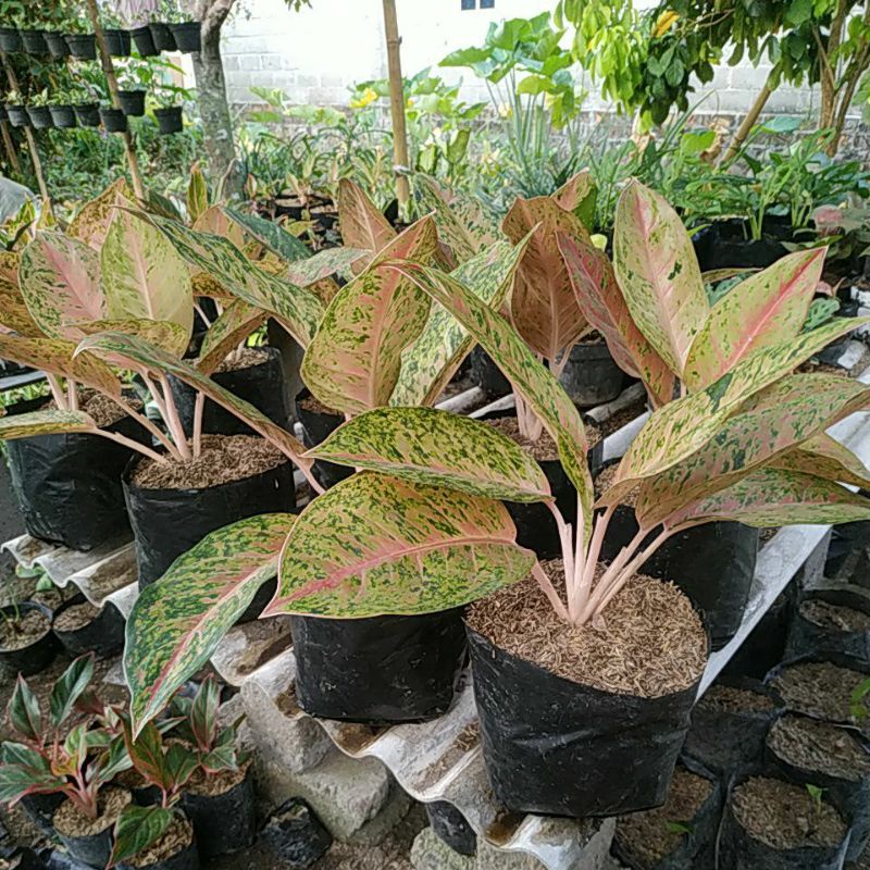 AGLONEMA BIGROY, PROMO AGLONEMA BIGROY TERMURAH